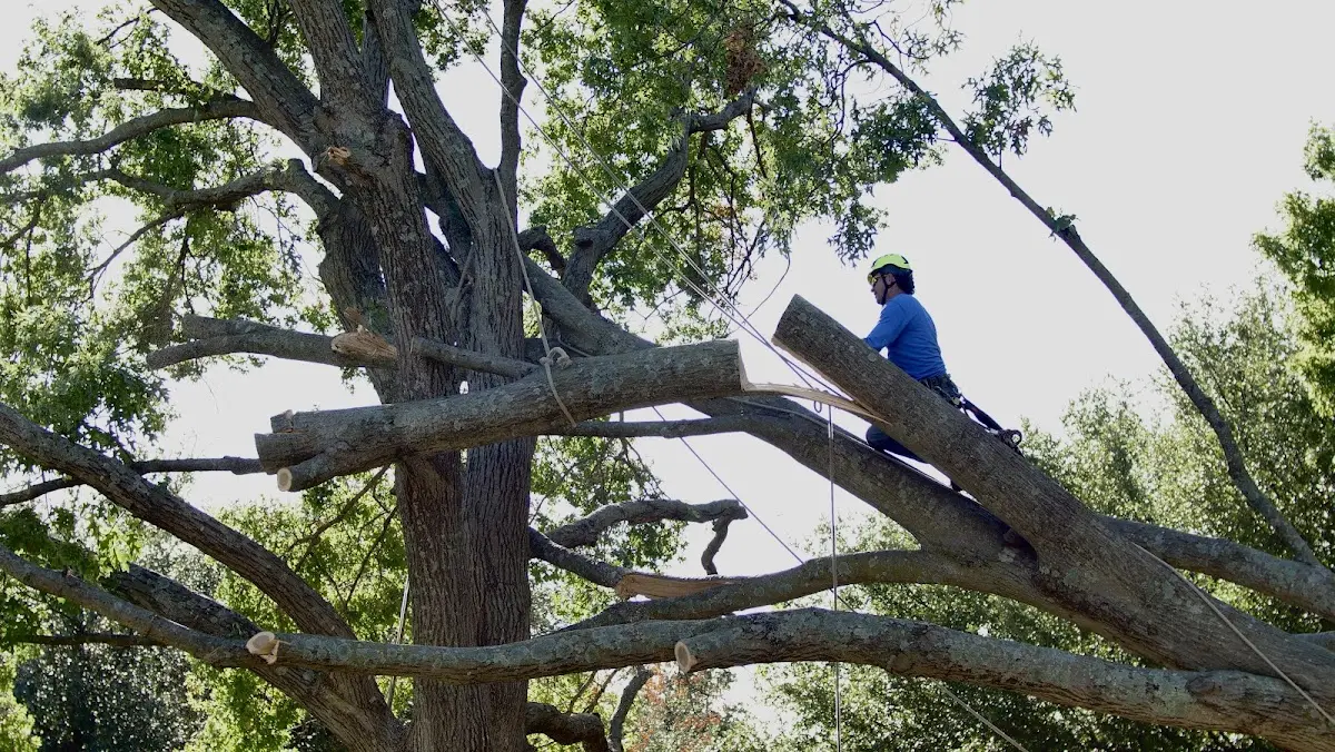 Professional Hazardous Tree Removal performed by certified arborists in Williford
