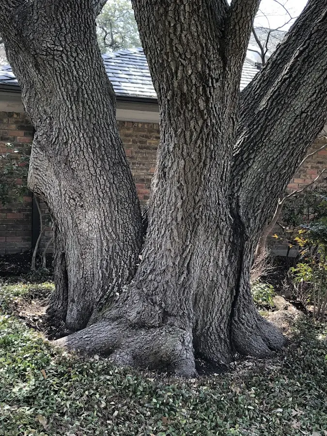Mature heritage tree close to a Williford property cared for by certified arborists